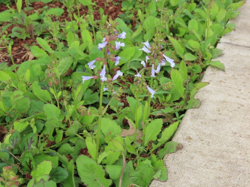 Lyreleaf Sage