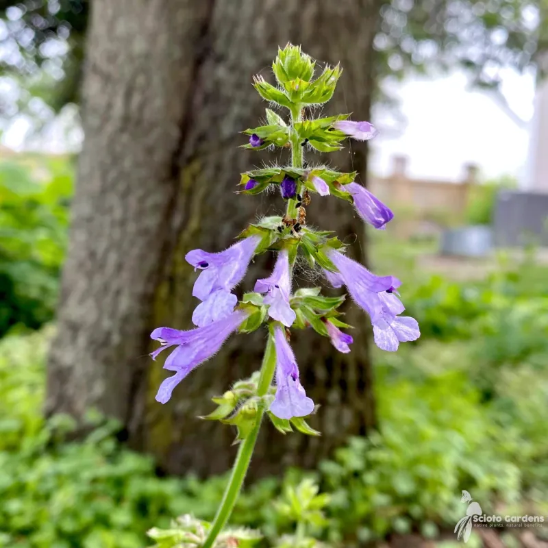 Lyreleaf Sage