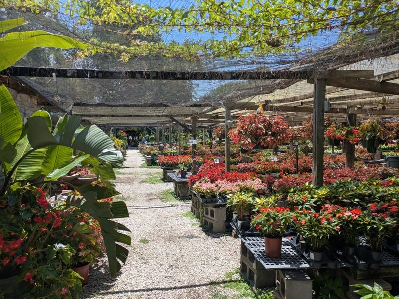 Maas Nursery, Seabrook