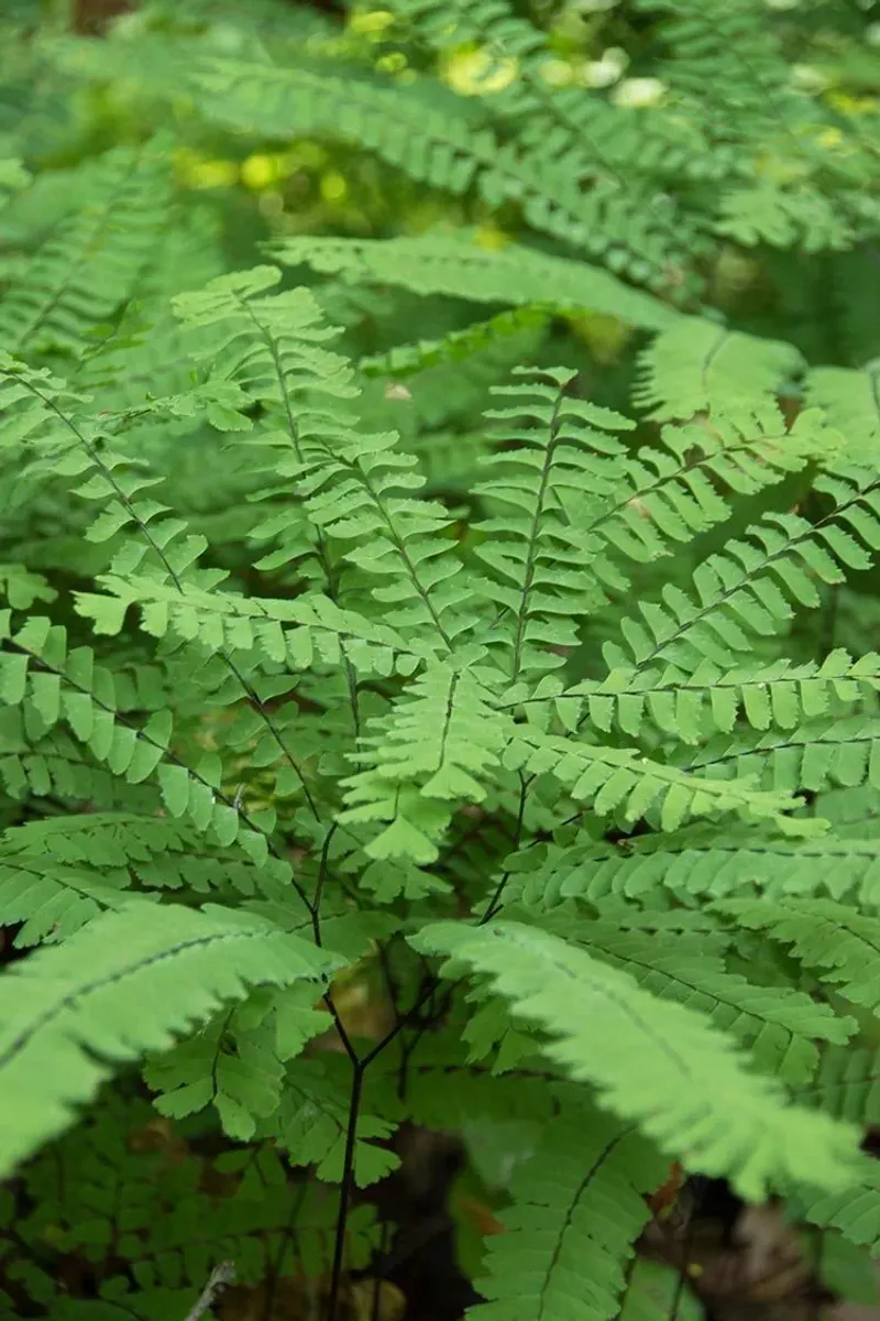 Maidenhair Fern