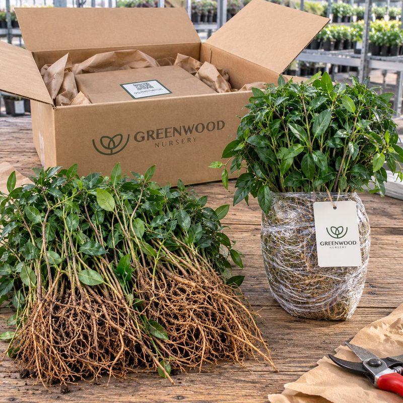 Mail-Order Native Plant Nurseries