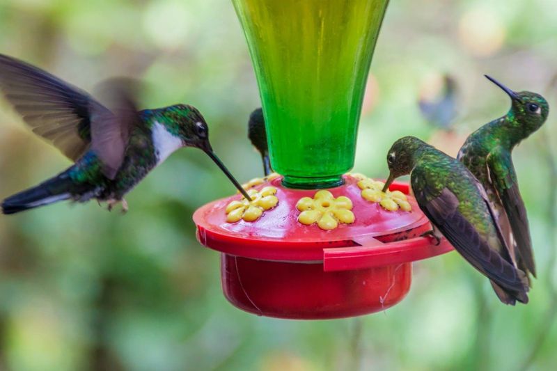 Make Nectar with Sugar and Water—Nothing More