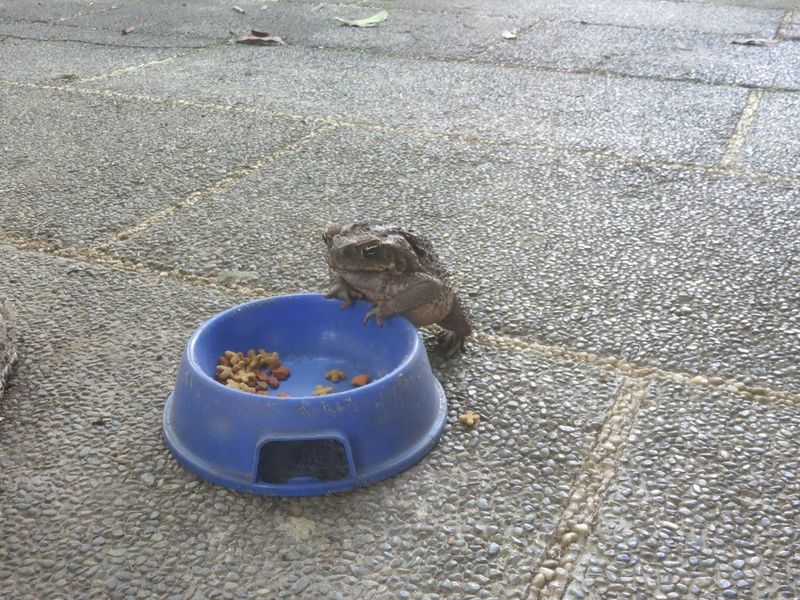 Make a nighttime yard less attractive to toads