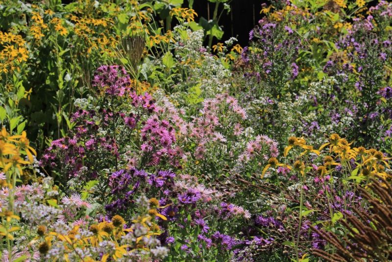 Make it one part of a longer-season native planting Make it one part of a longer-season native planting