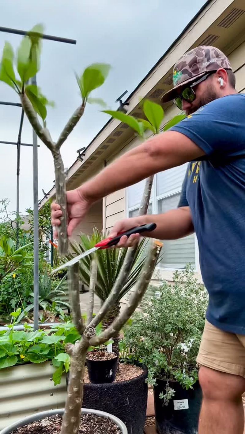 Make necessary cuts on a dry plant with clean tools Make necessary cuts on a dry plant with clean tools