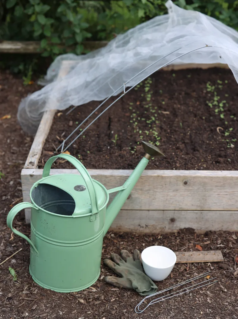 Make repeat sowings for a steadier harvest Make repeat sowings for a steadier harvest
