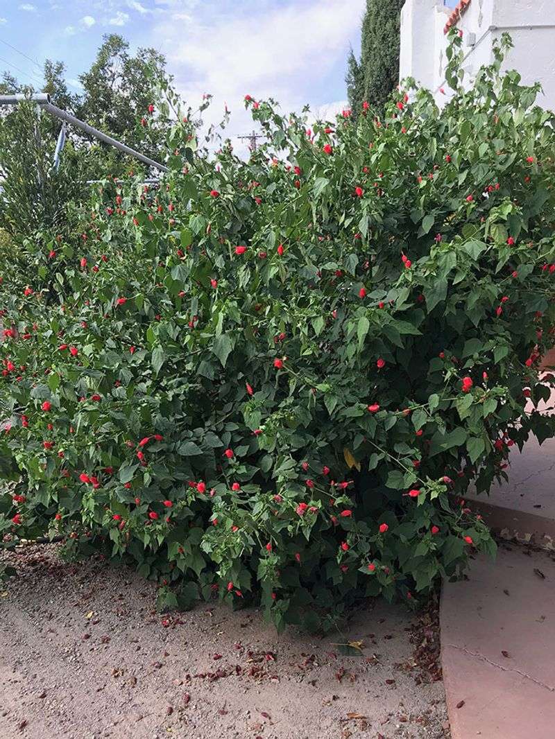 Make room for a substantial shrub