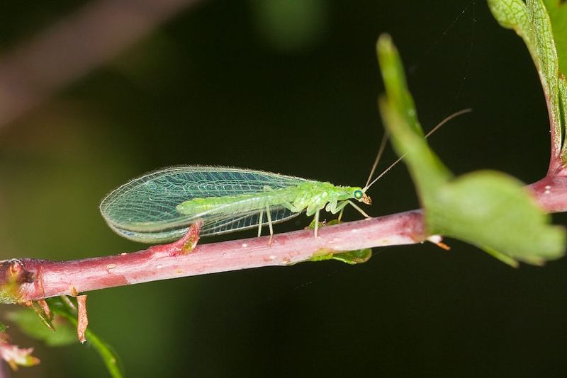 Make room for beneficial insects without making guarantees Make room for beneficial insects without making guarantees