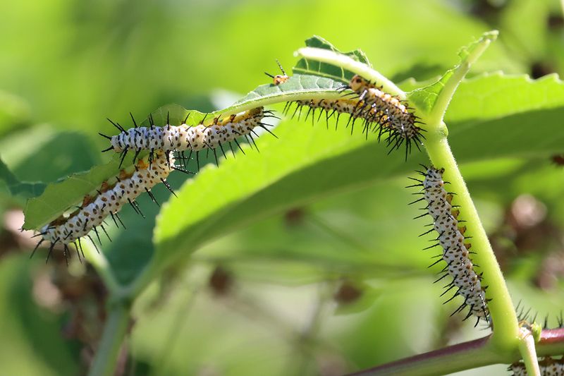 Make room for growth and caterpillar feeding Make room for growth and caterpillar feeding