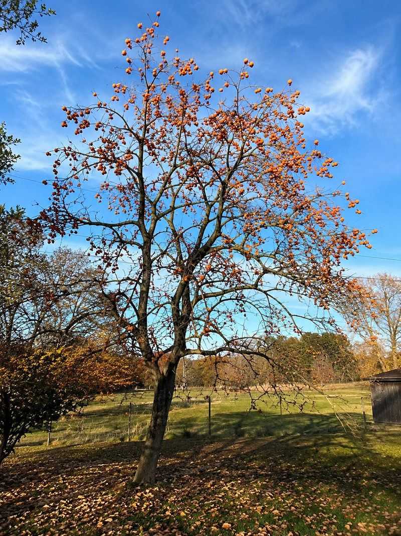 Make room for the mature tree and its fruit Make room for the mature tree and its fruit