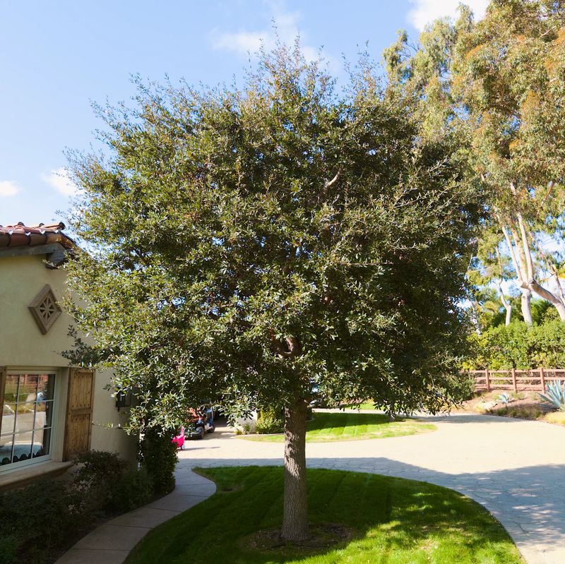 Make room for the mature tree before you buy