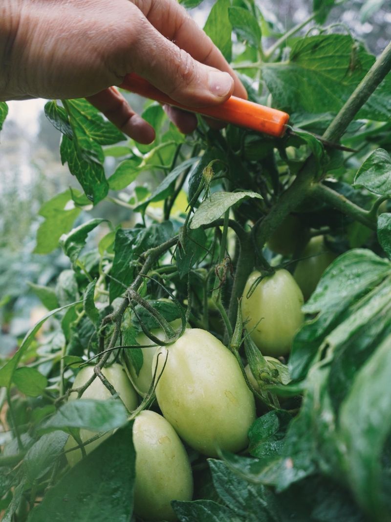 Make the cut just above a leaf or fruit cluster Make the cut just above a leaf or fruit cluster
