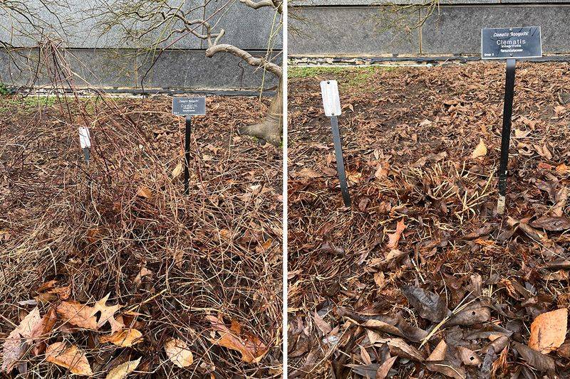 Make the fall check before you reach for the shears