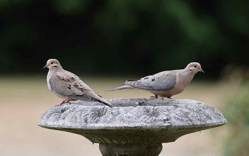 Make the yard safer for the birds using it