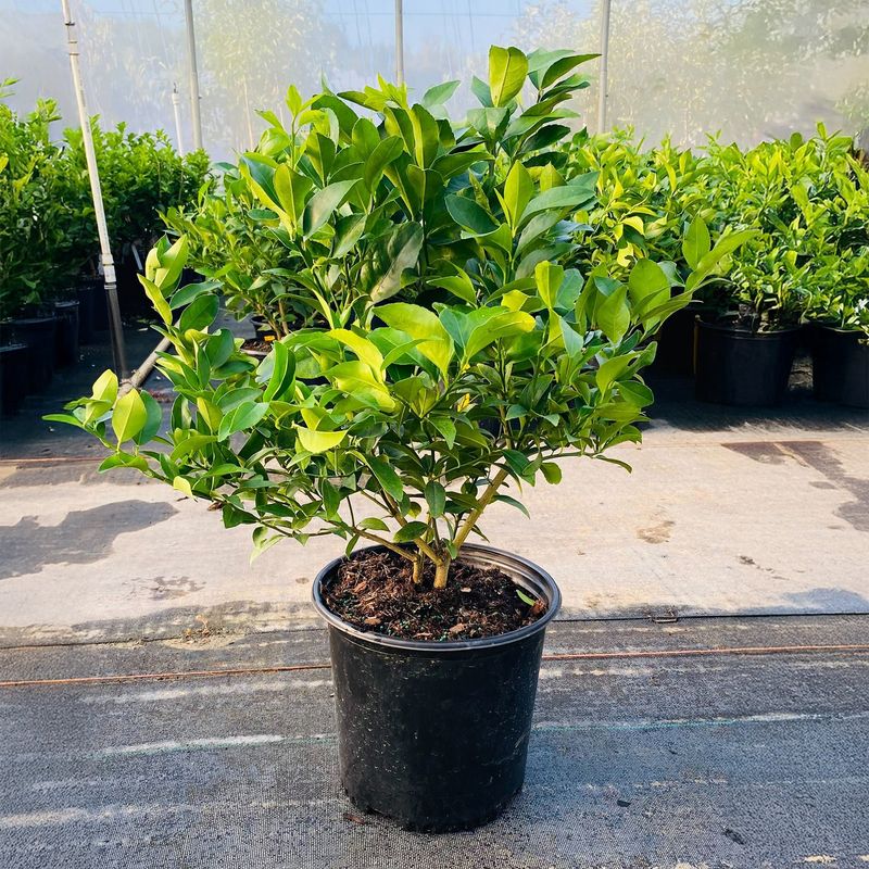 Make tree health the goal, not a guaranteed crop