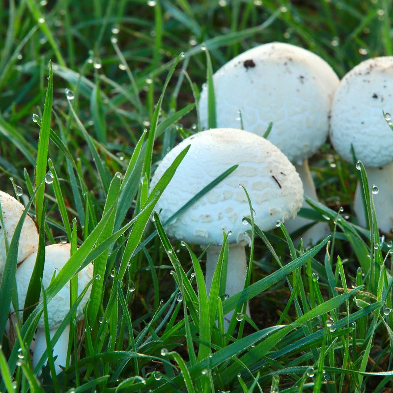 Manage moisture and remove mushrooms only if needed