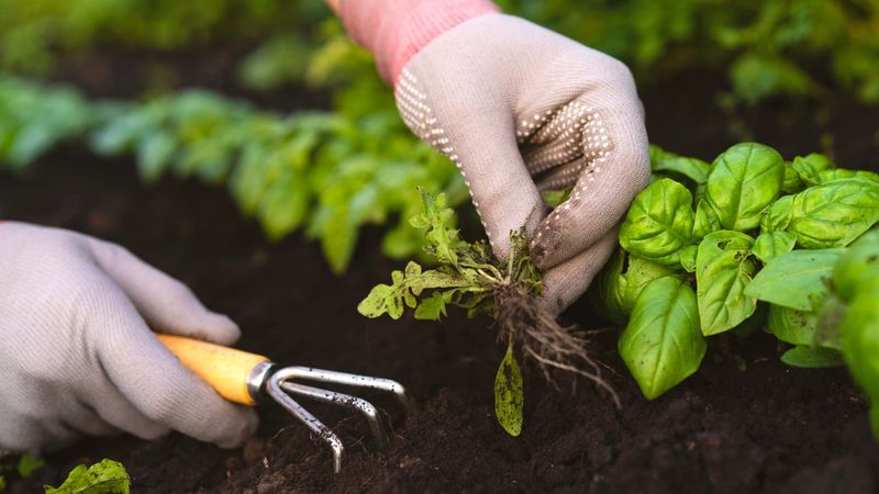 Manage weeds in the open gaps Manage weeds in the open gaps