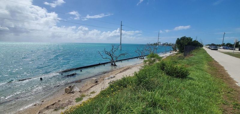 Manchineel is a coastal South Florida hazard, not a routine statewide backyard tree Manchineel is a coastal South Florida hazard, not a routine statewide backyard tree
