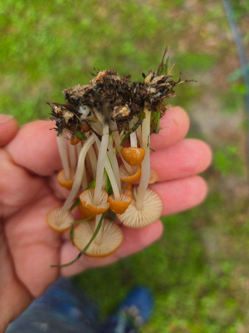 Many lawn fungi recycle organic matter