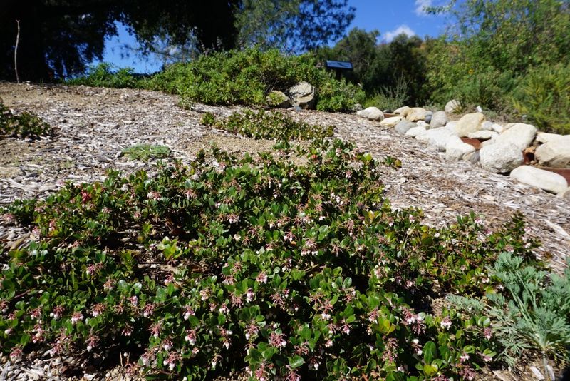 Manzanita