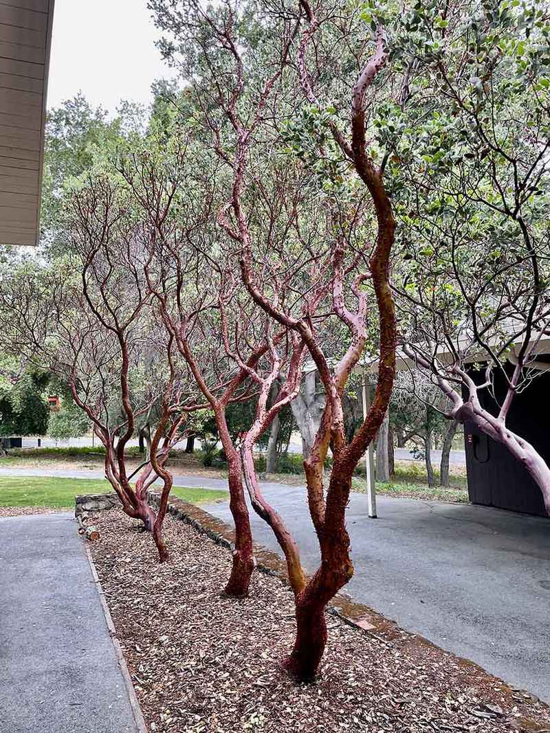 Manzanita Manzanita