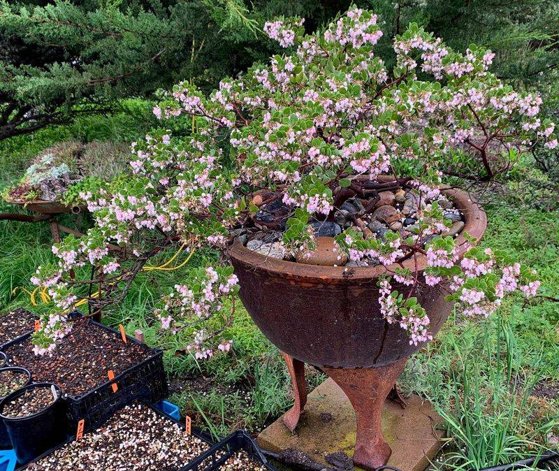 Manzanita (Arctostaphylos)