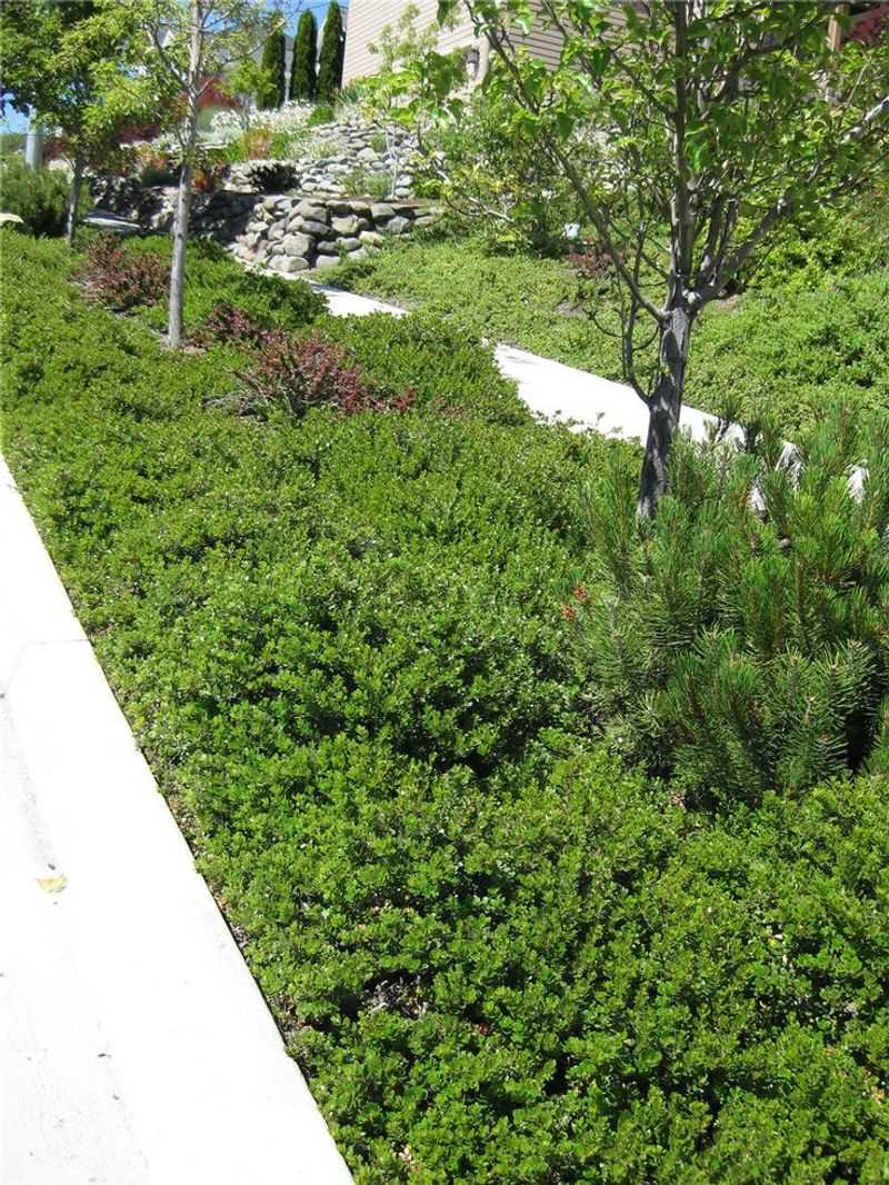 Manzanita 'Emerald Carpet' (Arctostaphylos uva-ursi hybrid)