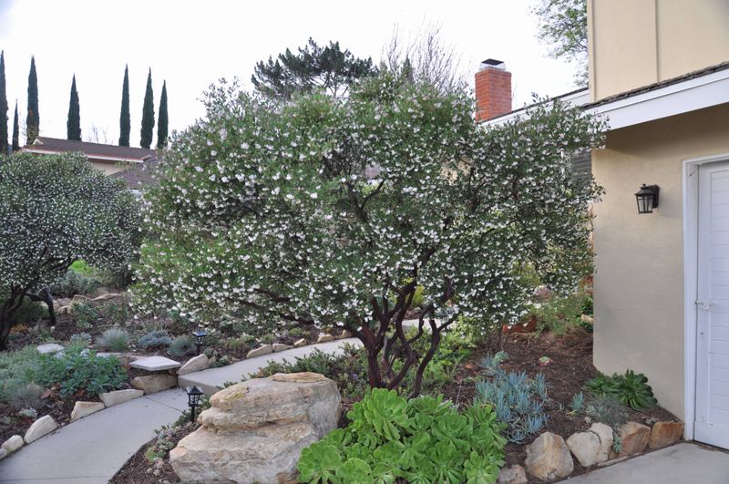 Manzanita 'Howard McMinn'