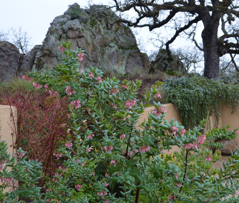 Manzanita