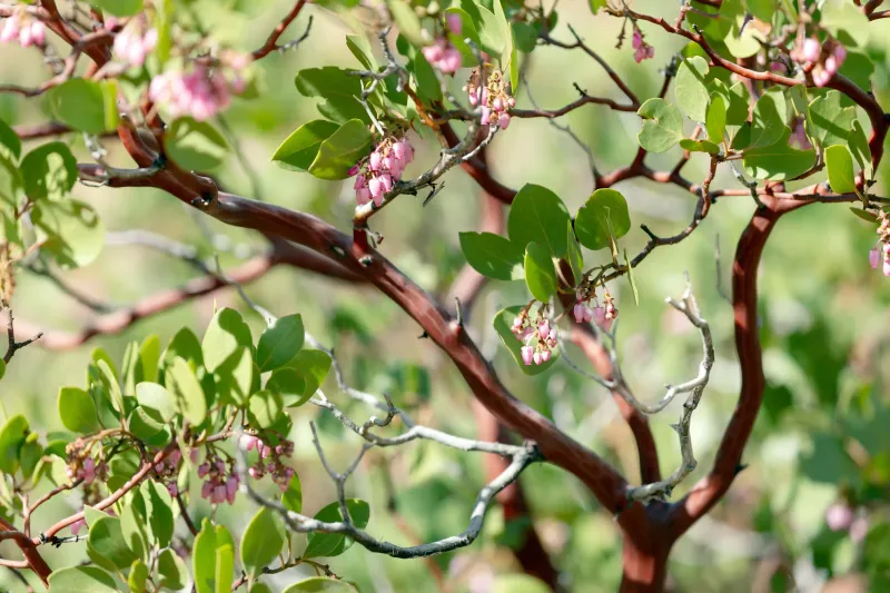 Manzanita Manzanita