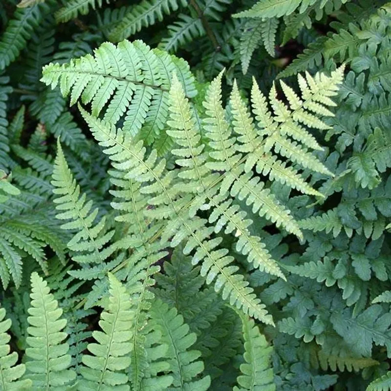 Marginal Wood Fern