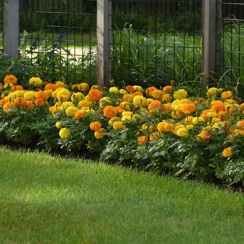 Marigolds