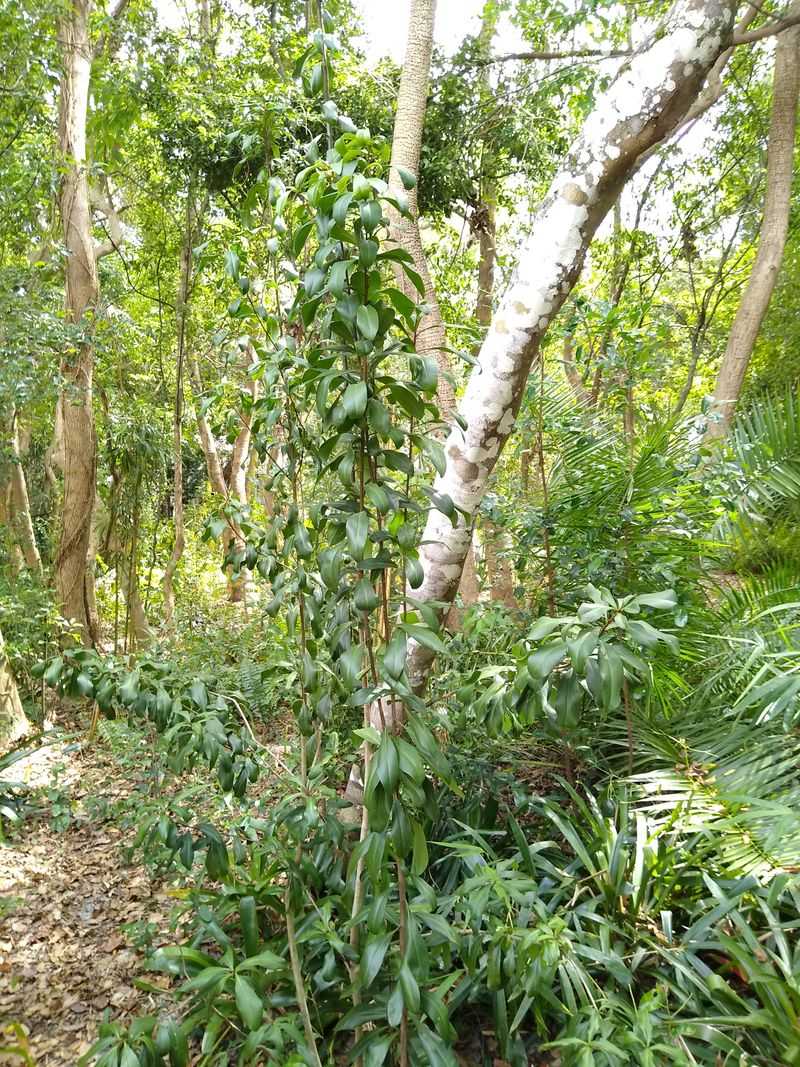 Marlberry