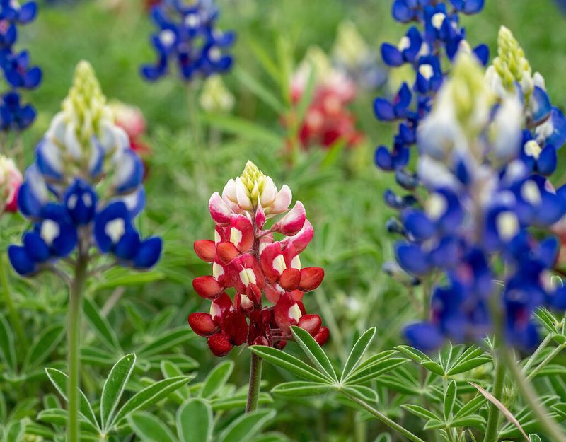 Master Gardener and Extension Plant Sales Master Gardener and Extension Plant Sales