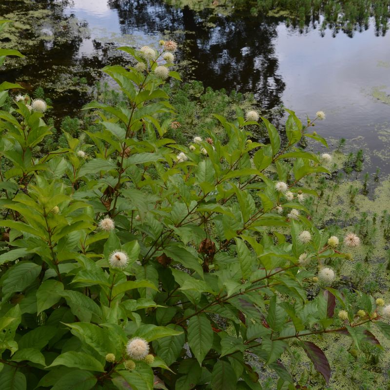 Match buttonbush to a moist site with room to grow