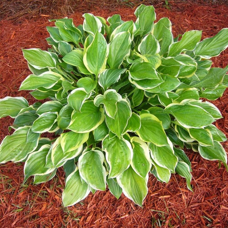 Match hosta care to Southern conditions Match hosta care to Southern conditions