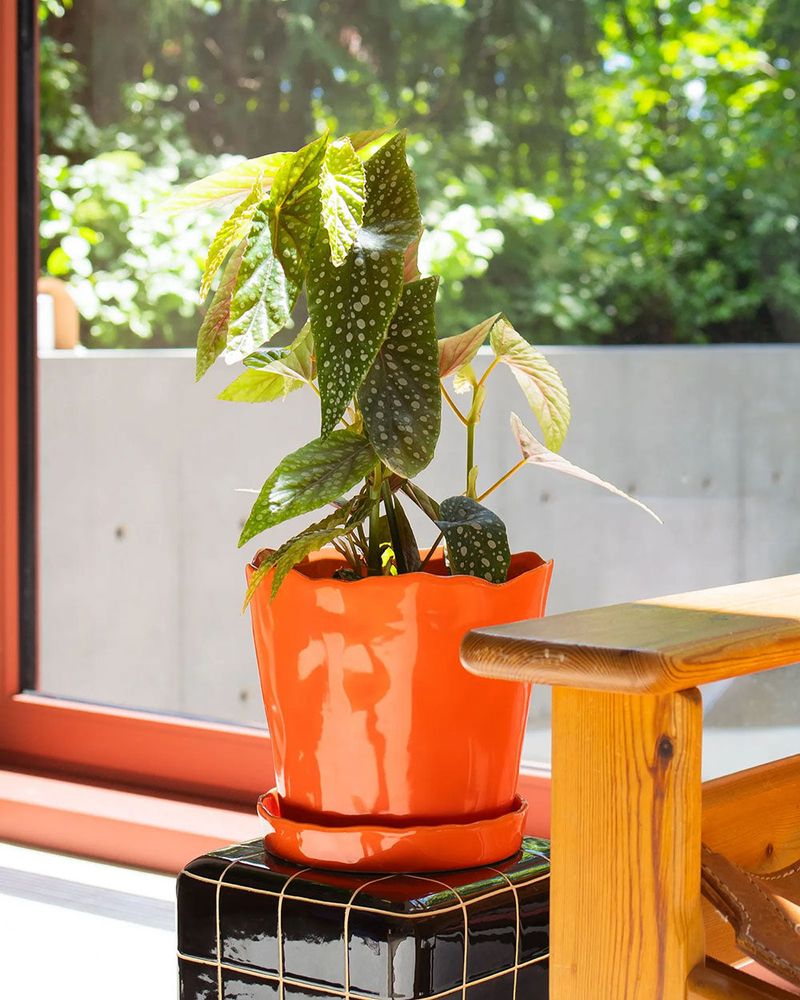 Match indoor light and warmth to the begonia type