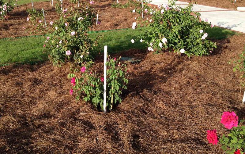 Match mulch depth to the bed and the plants