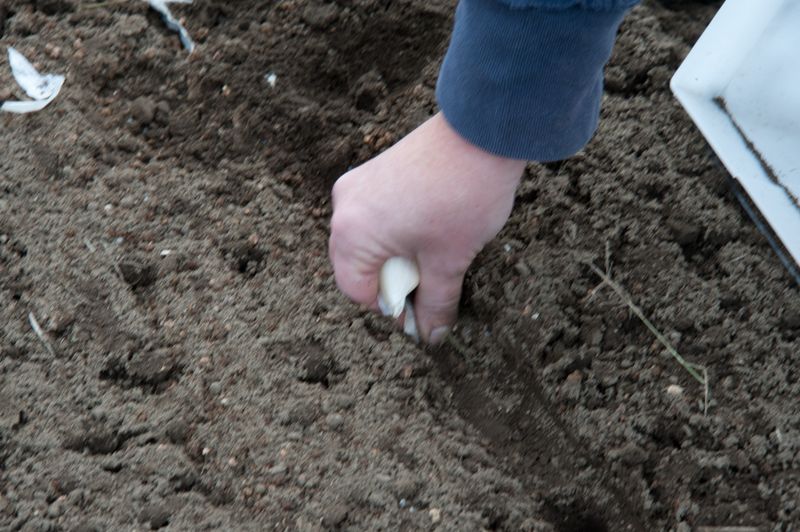 Match planting time and watering to local conditions Match planting time and watering to local conditions
