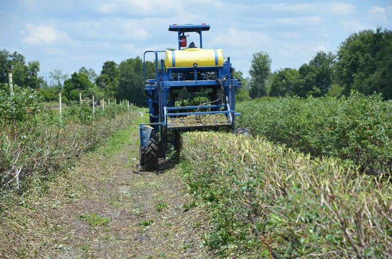 Match pruning guidance to the blueberry system