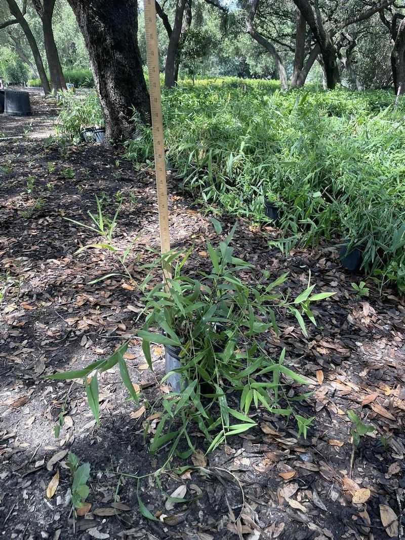Match the planting site to its moisture needs Match the planting site to its moisture needs