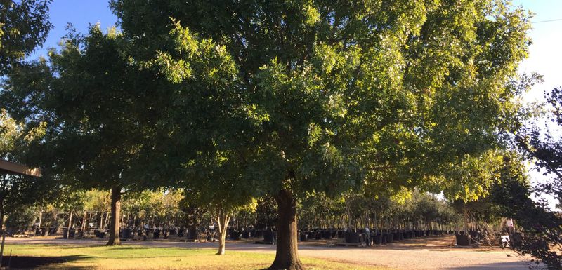 Match the planting spot to the tree and the site