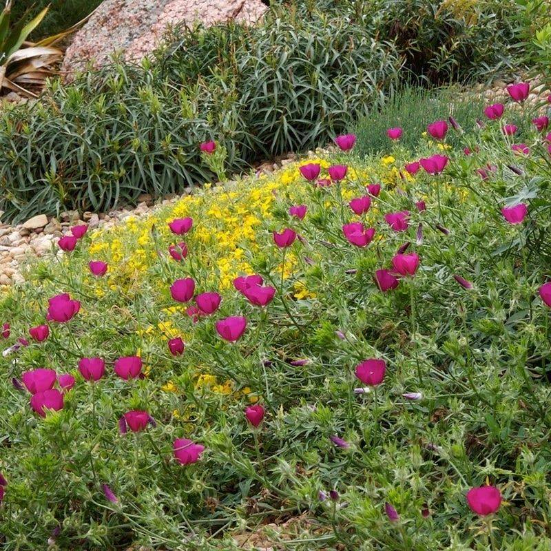 Match the planting to the site