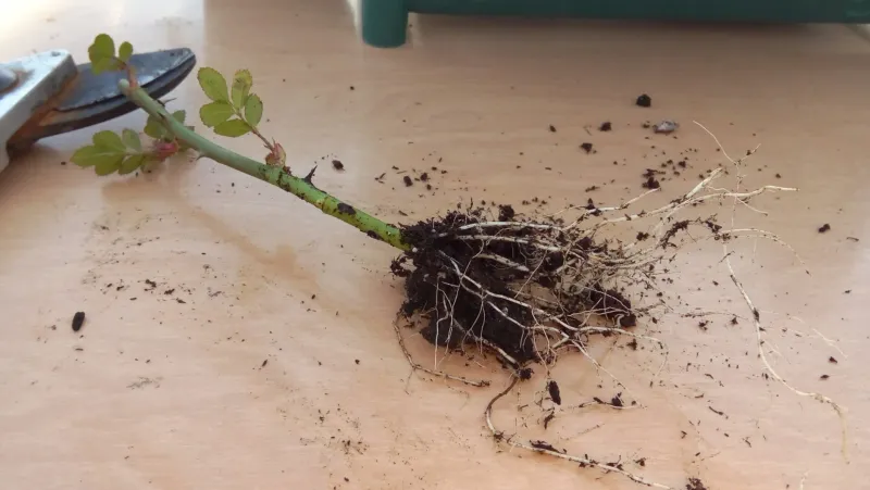 Match the stem to a propagation method