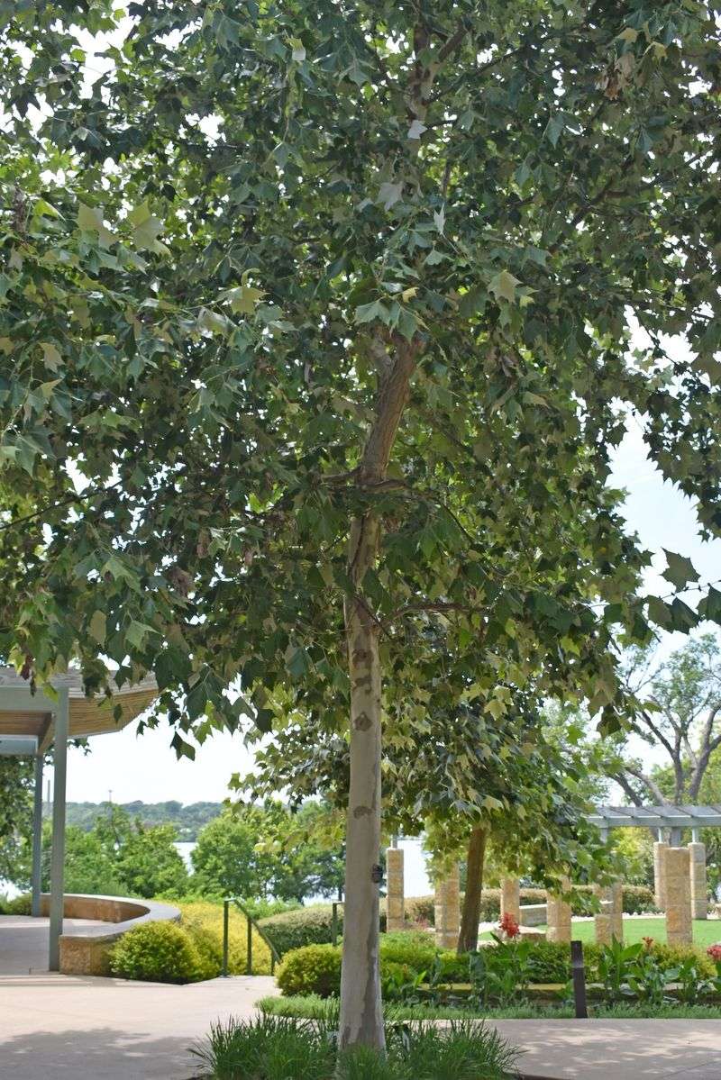 Match the tree to the site