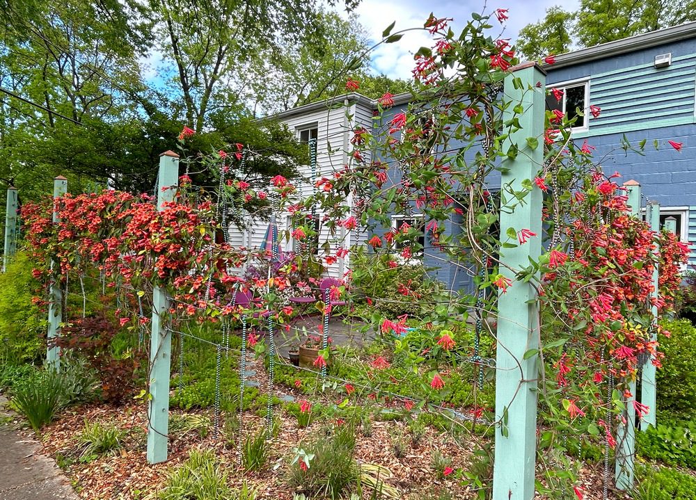 Match the vine and support to the yard
