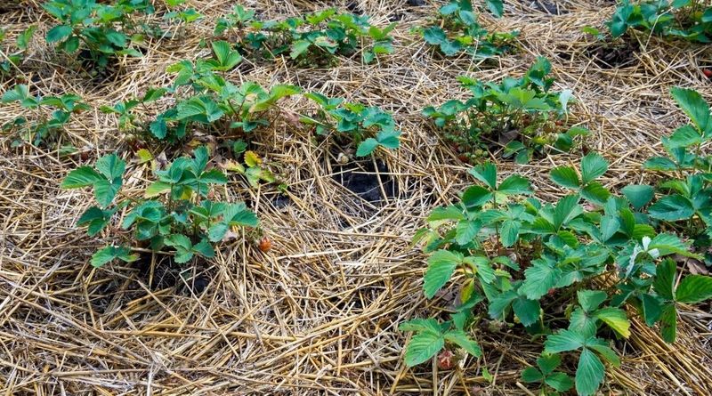 Match the winter step to the bed you actually grow
