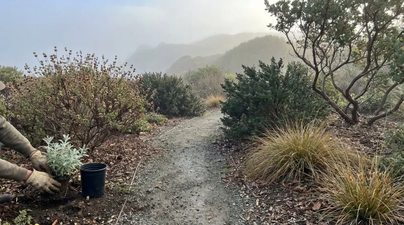 Match this California native to the conditions in your yard Match this California native to the conditions in your yard