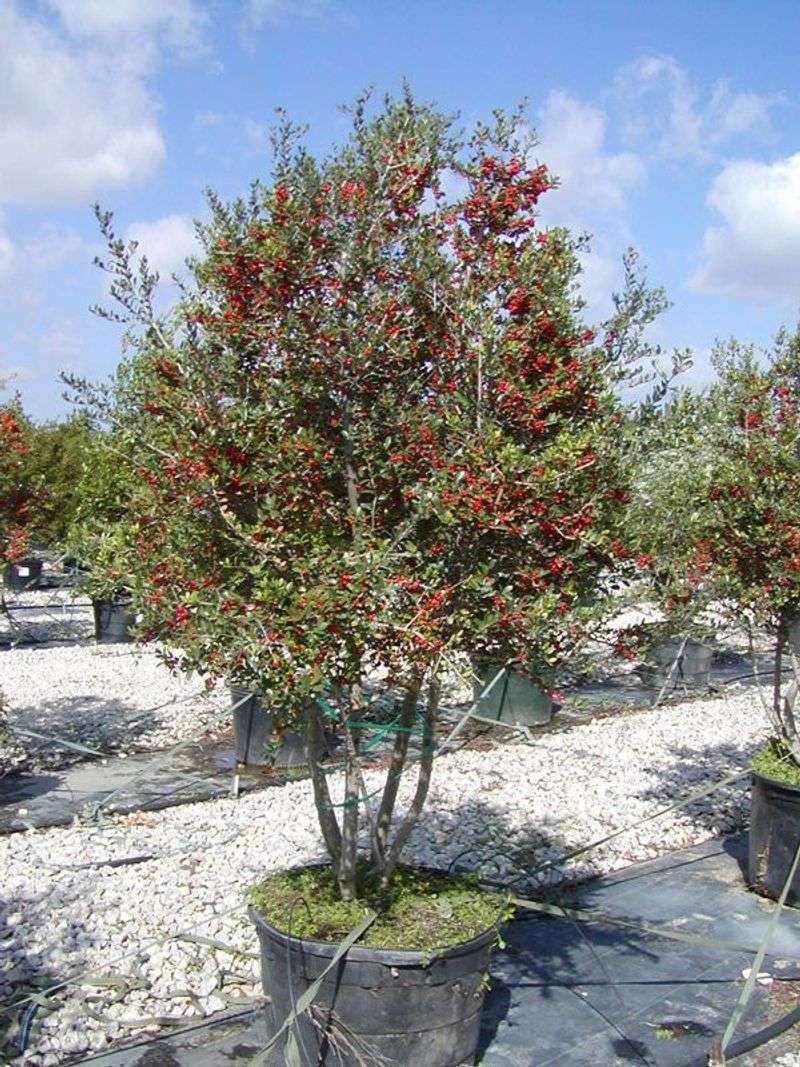 Match yaupon’s size and berries to your needs