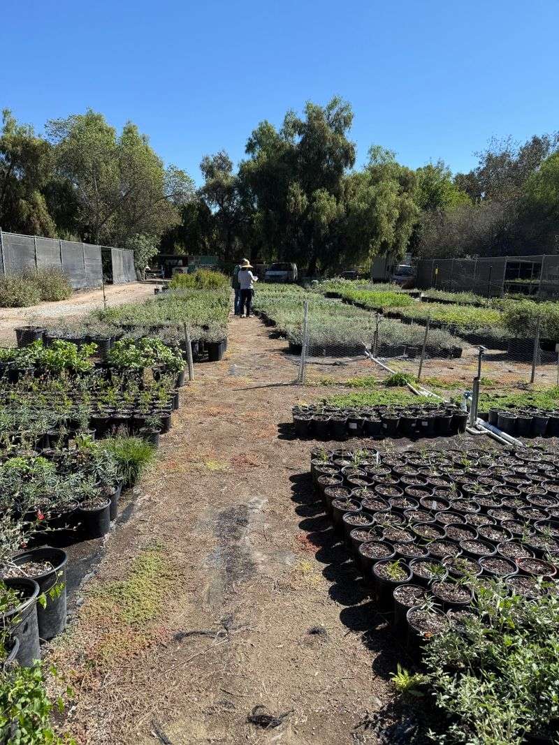 Matilija Nursery, Moorpark